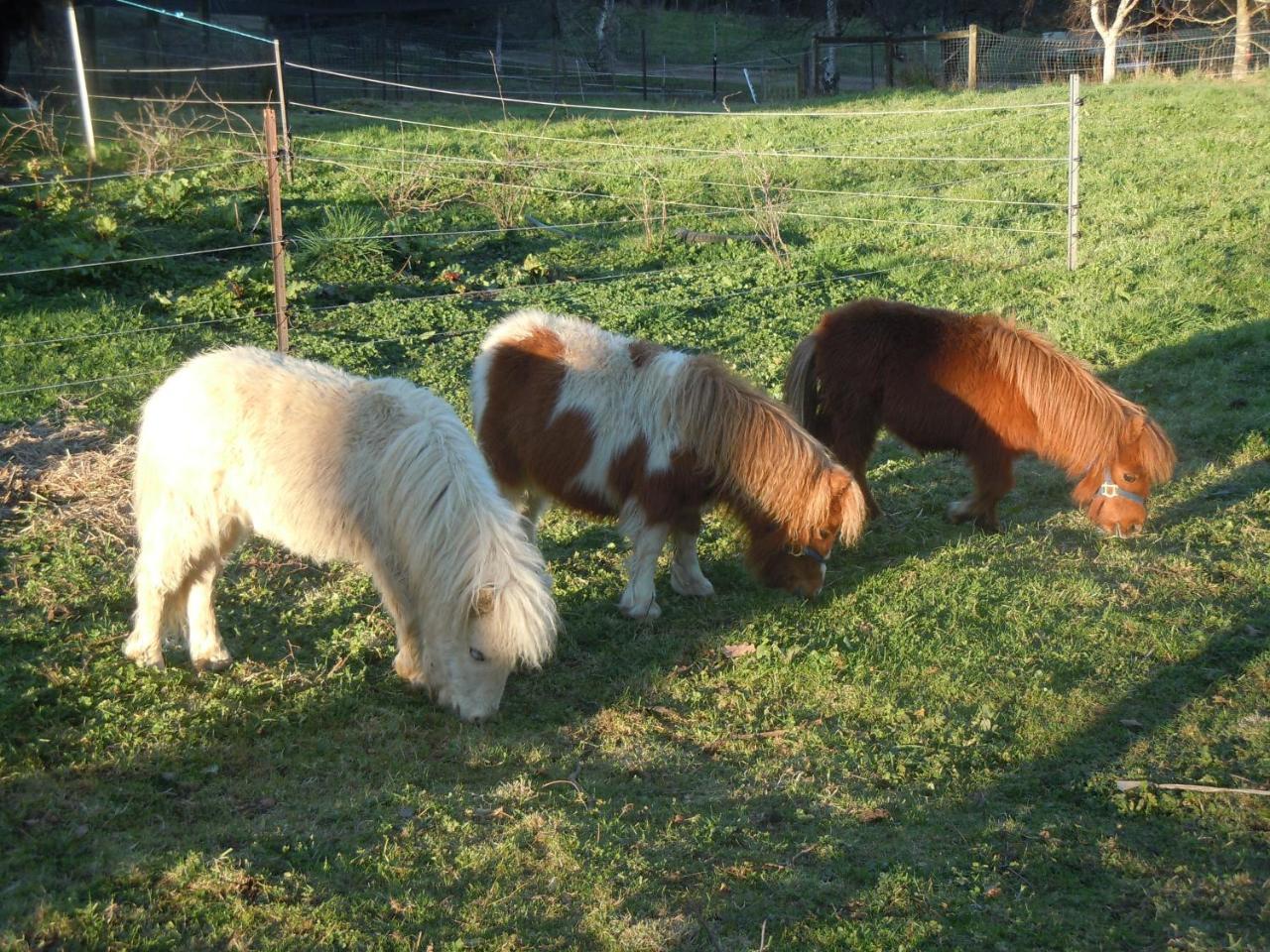 Whispering Spirit Holiday Cottages & Mini Ponies Franklin Εξωτερικό φωτογραφία
