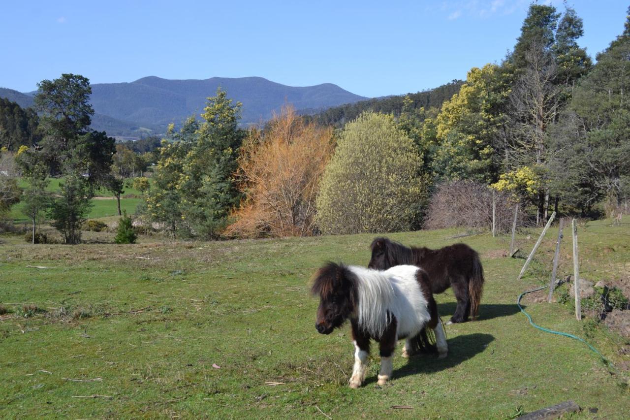 Whispering Spirit Holiday Cottages & Mini Ponies Franklin Εξωτερικό φωτογραφία